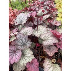 [풀멍상점] 휴케라 Heuchera (18cm) / 시즌아웃 초특가 / 야생화 노지월동 정원수 희귀식물 다년초 슈케라 꽃 /농장직배 이름표포함, 1개