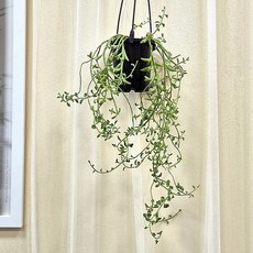 실내공기정화식물 돌고래 다육이 세네시오 페레기누스 행잉플랜트 플랜테리어 벽걸이 식물 HP24, 1개