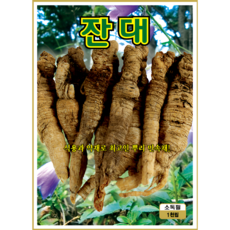 KS종묘 잔대 씨앗 1000립 재래종 뿌리민속채소 종자 ks, 1개