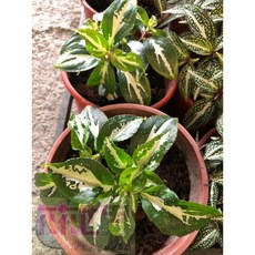 花花世界 襯景植物 白紋蜂鬥草 5吋 高5-10cm, 1個
