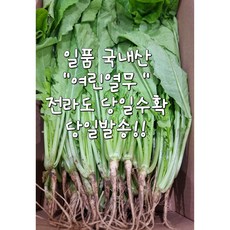 (일품) 전라도 국내산 열무 (당일수확 / 당일발송 국내산 여린 열무), 1개, 4kg(내외)