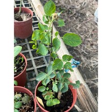 伊芙5號玫瑰 大花濃香四季開, 1個, 四吋盆