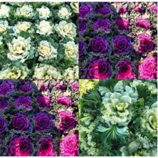 에덴플랜트 프릴 꽃배추 꽃양배추 임모란 야생화 노지월동 학교화단 정원 겨울화단 색상랜덤, 1개