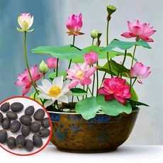 ZHAO FU ZHI LTD 100알 수련연꽃식물씨앗 수련연꽃씨앗 미니 연꽃 씨앗, 혼합 색상(발아 보장 및 개화 보장), 1개