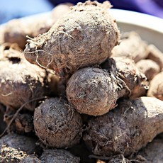 토란 2kg 흙토란 국내산 비손질 2025 중소 혼합크기, 1박스