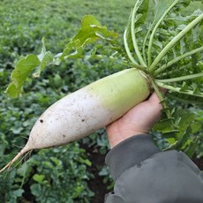 국내산 제주 무 월동무 흙무, 1박스, 정품 제주 무 7kg