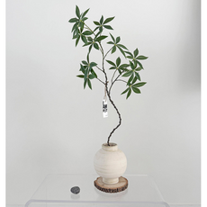 하이오브제 생화같은 파키라 나무 조화 화분 풍수 인테리어 소품, 1개, 파키라 볼륨