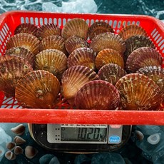 [제철특가] 국내산 홍가리비 가리비 특품 동해안 고성 당일조업 산지직송, 1박스, 5kg