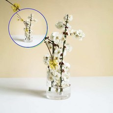 쌍문상회 지금 필요한 화병 원형 화분 어항 유리 예쁜 예쁜꽃 인테리어 투명 수경재배 생화 꽃꽂이 집꾸미기 수경식물 사각 조화 31872EA