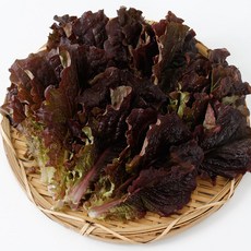 싱싱한 적상추 쌈채소 야채 당일수확 국내산, 1개, 500g