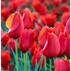 [나은식물원]28.[튤립 모종] 레드 프리시마-10cm 2포트