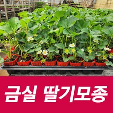 소울라인 금실딸기 모종 고당도 딸기묘 텃밭 베란다 재배용 딸기모종, 1개