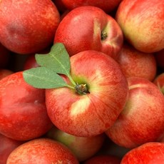 [수오과일] 산지직송 프리미엄 초고당도 신비복숭아 한정수량 1kg/2kg, 1박스, 1KG중과(12과내외)