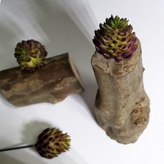 仿真植物 裝飾盆栽, P31仿真多肉+木頭底座(隨機), 1個