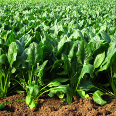 해풍을 먹고자란 영영덩어리 보물초, 1박스, 500g