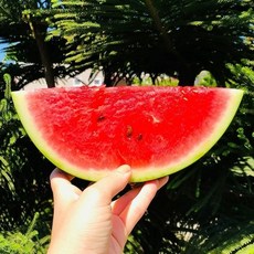 초록초록팜 [초록초록팜] 고당도 함안 수박 5kg SG, 1박스