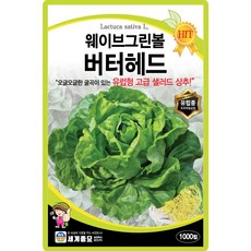 웨이브그린볼버터헤드 상추 씨앗 1000립 유럽형 고급 샐러드 상추씨 종자, 5개