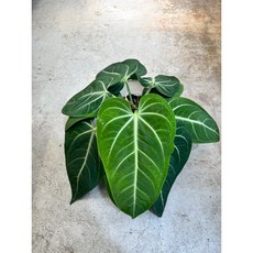 霏霏園藝 青蘋果火鶴 6吋/8吋盆栽 (特價優惠中) 居家盆栽 空氣淨化, 1個, 6吋2000元