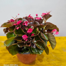 팝콘베고니아(밥이 좋아요)새로입고 소품 1개