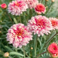 교토사랑이야기 2개 일본목마가렛 희귀목마가렛