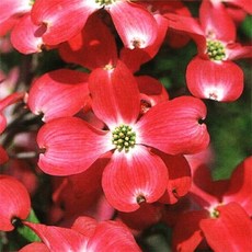 그루담다 미꽃산딸나무 체로키치프 묘목 120L 포트