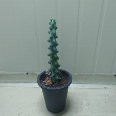 용비선인장 새로입고 공기정화식물, 1개