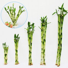 가꾸지오 공기정화 수경식물 개운죽 60cm, 1세트