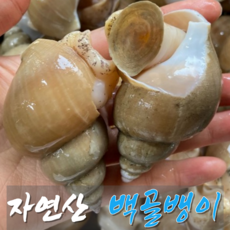 [만족도1위]초초신선 쫄깃통통 동해 극상품 자연산 백골뱅이, 1개, 소소 1kg(60-70미)