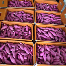 익산 탑마루 베니하루카 한입 꿀고구마 호박밤고구마, 1박스, 10kg