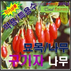 GS3/구기자나무/ 간장.신장보호/삽목 2년생 5주, 1개