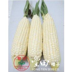 野菜部屋 一代交配 白光甜玉米種子 1磅 牛奶水果玉米, 1包