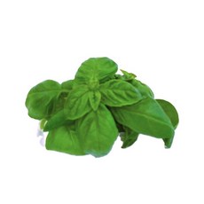 야채왕 향긋한 생바질 스위트바질 생잎 Basil 바실 100g/ 500g, 바실 10g 1팩, 1개
