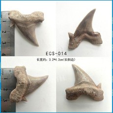 메갈로돈 귀 이빨 상어 실제 화석 원석 광석 표본 모로코 해양 고생물학 장식 선물, ECS-014