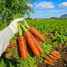 [우주최저가] 초신선 제주 구좌 햇 흙당근, 1박스, 5kg (왕)