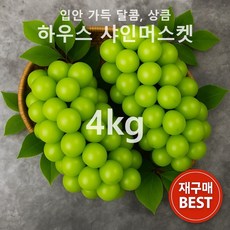 [고당도 아삭한 맛] 신선한 특품/하우스 샤인머스켓, 1박스, 하우스 샤인머스켓 4kg 5-6수