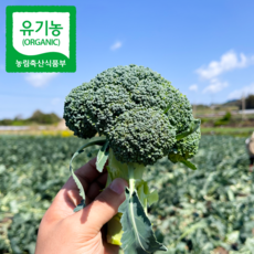 제주도 친환경 유기농 브로콜리, 1개, 1kg
