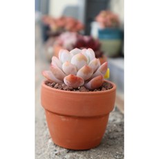 묵둥이 오렌지먼로 이태리토분 분째배송 키우기쉬운 다육식물