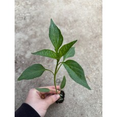 안매운꽈리고추 모종 1주 꽈리고추, 1개