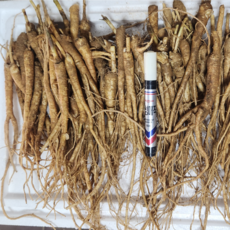 국산 약도라지 나물용 생도라지 모종용도라지 건도라지 금산 3년근 1kg, 1개, 1kg 나물용(소)-미세척