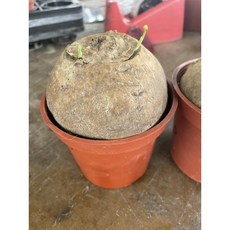 霏霏園藝山龜 圓潤外形 安全舒適 特價優惠中 為您的寵物打造理想家園, 1個