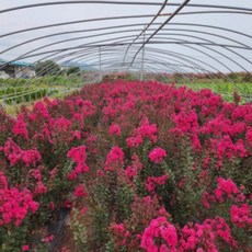 배롱나무 [ 핑크벨로 / 삽목1년 / 특묘 ] [우림원예가든]