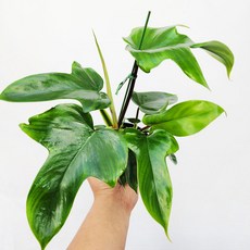 에덴플랜트 필로덴드론 플로리다뷰티 그린 (지름 10Cm포트) 공기정화식물 플로리다 뷰티 인테리어 카페 실내, 1개