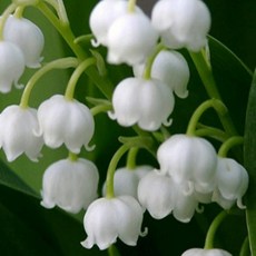 모종/은방울꽃/ 포트묘 /5개묶음 TJ1743