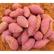 2025년 해남 퍽퍽한 햇밤고구마 산지직송 다디달다 2kg 3kg 5kg 10kg, 1개, 밤고구마 한입3kg