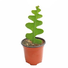 갑조네 피쉬본 생선뼈선인장 소품, 1개