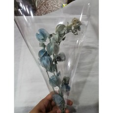 永生燈籠花 乾燥花, 淺藍