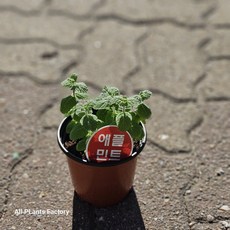 고수 10cm 포트화분 허브모종 식용허브 허브키우기, 1개