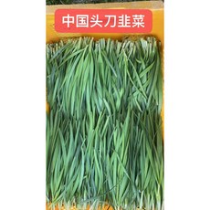 [오늘의 아시아푸드] 중국부추 싱싱쥬차이 중국품종부추, 1kg, 1kg