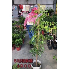 霏霏園藝 樹紫藤盆栽, 1個