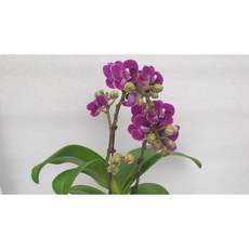 [신라난농원]호접란.블루베리 쌍대가지.꽃대.색상이 화려해서 좋습니다.(고급스런 보라색).아주예쁨.고급종.색상예쁨.필독뒷사진참고., 1개